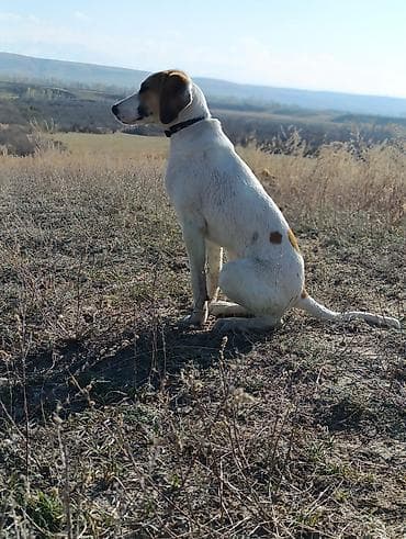 гончак собака: 7 месяцев, Самец, С прививкой — 2