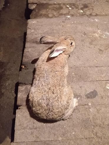 Продаю | Крольчиха (самка) | Фландр | На забой, Для разведения | Племенные