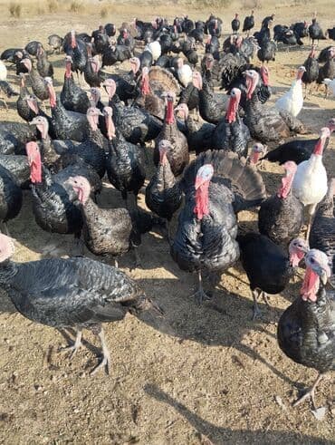 Грызуны: Продаю | Индюшка (самка), Индюк (самец) | На забой, Для разведения — 1