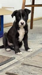 собака машка: Собака даром: Дворняжка, 3 месяца, Самка — 6