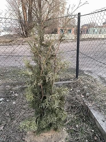 поставщики цветов бишкек: Туя жана балаты сатылат.
Баасы келишим турдо — 6