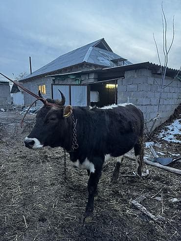 Үй жаныбарлары үчүн товарлар: Сатам | Уй (ургаачы) | Көбөйтүү үчүн | Байланган — 1