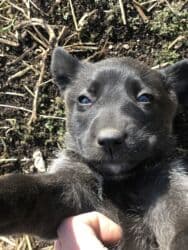 туретский кангал: Овчарка, 1 айлык, Ургаачы — 5