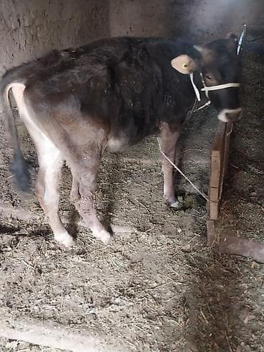 корова с теленкам: Продаю | Тёлка | На откорм | Привязанные — 4