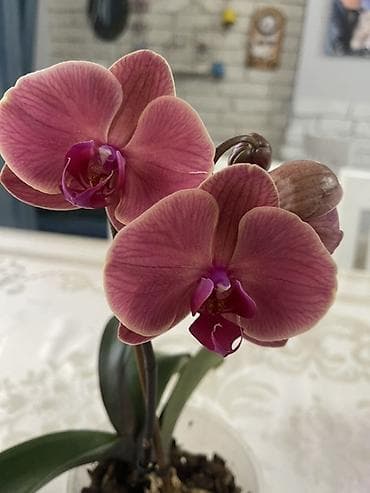 орхид: Орхидеи Голландия адаптированные домашние — 5
