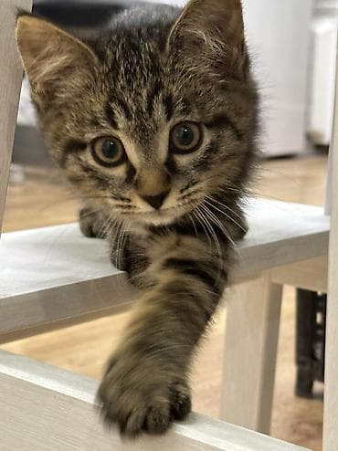 2 месяца, Мальчик, Приучена к лотку, Проглистована at lalafo.kg 2 месяца, Мальчик, Приучена к лотку, Проглистована
