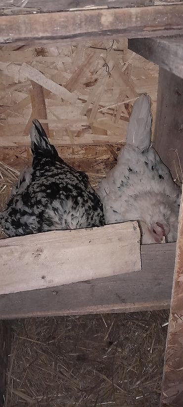 клетка курица: Продаю | Куры | Домашняя | Несушки — 2
