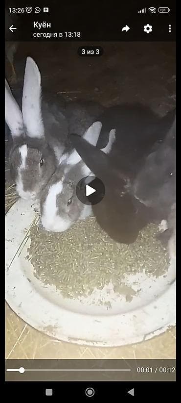 Услуги ветеринара: Продаю | Крольчиха (самка) | Фландр | Для разведения | Племенные — 2