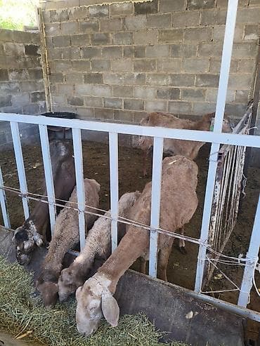 продажа домашних животных: Продаю | Ягненок | Арашан | Для разведения | Матка — 5