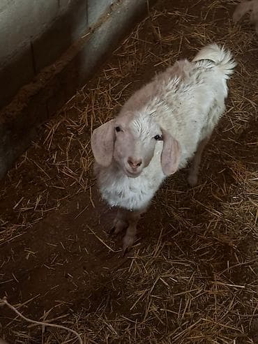 телята месячные: Продаю | Козлёнок | Для разведения | Племенные — 5