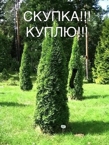 Скупка хвойных растений. Покупаем туи и другие декоративные хвойники