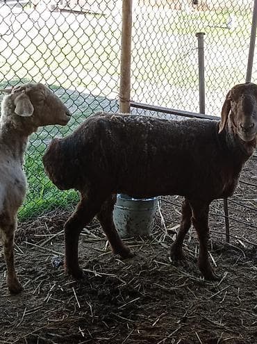 крыса белая: Продаю | Овца (самка) | Для разведения | Матка — 4