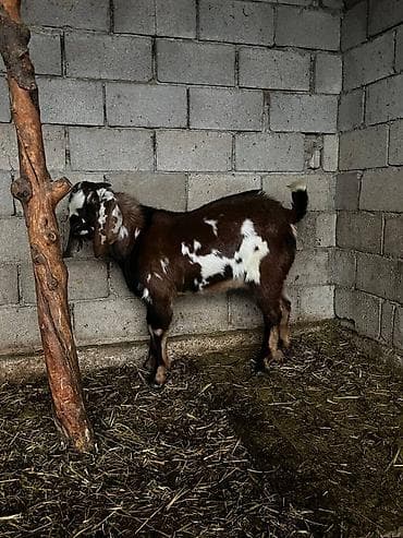 кой кемин: Сатам | Теке (эркек) | Битал | Көбөйтүү үчүн | Жасалма жол менен боозутуу — 3