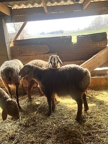 рыбы купить: Продаю | Овца (самка) | Для разведения | Матка — 4