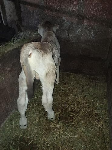 бойка ат фото: Продаю | Бык (самец), Музоо, торпок | Швицкая | Племенные — 4