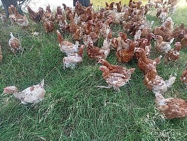 плимутрок куры: Продаю | Куры | Несушки — 2