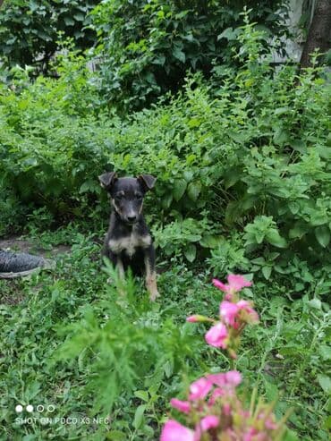 объявление щенки в добрые руки: Ищут дом и заботливых хозяев щенки девочки. С последующей — 2