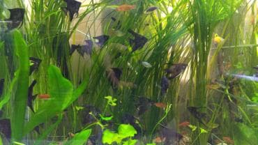 аквариумная рыбка: Аквариумные растения. Рыбки
большое разнообразие — 4