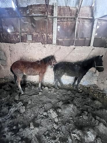 черная британская кошка: Продаю | Жеребенок | На забой — 9