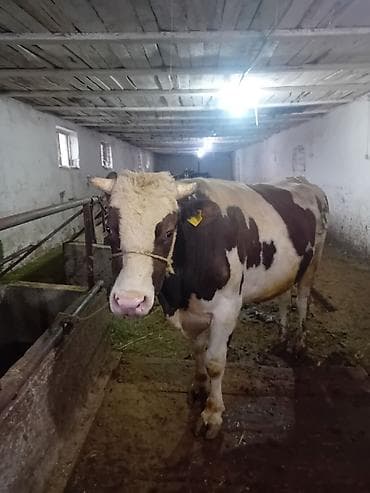 Ветеринар кызматы: Сатам | Бука (эркек) | Голштин, Швиц | Көбөйтүү үчүн | Жасалма жол менен боозутуу — 5