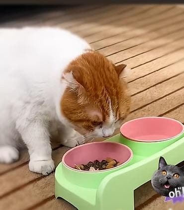 кант баран: Двойная миска для домашних животных с подставкой - Комплект — 1