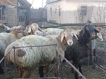 жук знахарь: Продаю | Баран (самец) | Полукровка, Арашан | Для разведения | Племенные, Осеменитель — 4