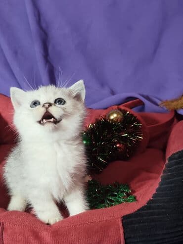 коротколапые кошки: Шотландскиекороткошёрстные котята серебристого окраса (табби) — 3