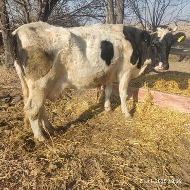 дойних коров: Продаю | Корова (самка) | Голштин | Для молока | Привязанные — 6