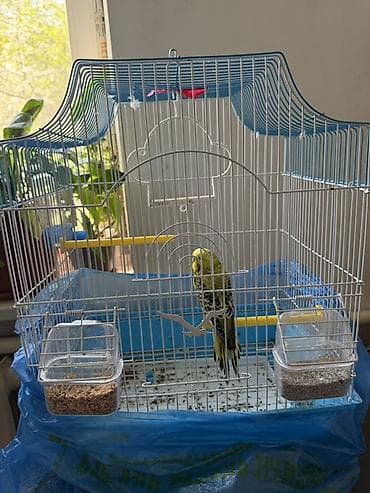 Волнистый попугай с полной клеткой и аксессуарами. Комплектация: -