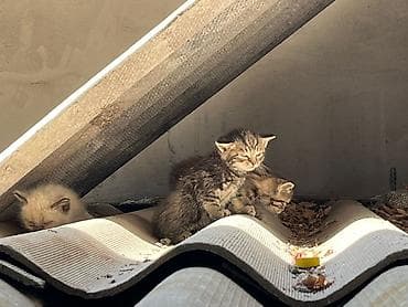 отдаём: Отдам в добрые руки котят и маму-кошку!🌸 На фото — вся семья: мама и 4 — 8