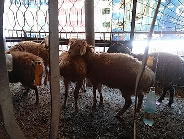 козу цена: Продаю | Баран (самец) | На забой — 1