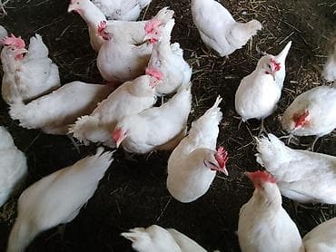 продаю курицы: Продаю | Куры | Бройлерная | На забой — 4