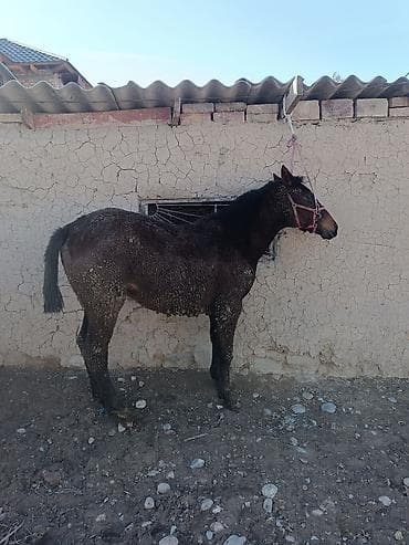 кролик баран: Продаю | Жеребенок | Для разведения | Племенные — 2