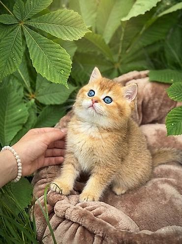 Британская короткошёрстная, 3 месяца, Мальчик, Голубой