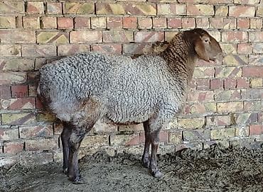 клетки большие: Линия крабель — 1