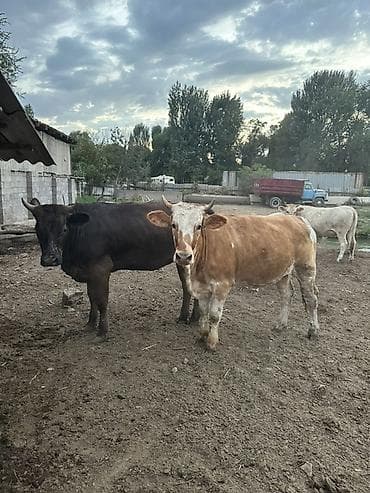 куры простые: Продаю | Корова (самка), Тёлка, Музоо, торпок | Полукровка | На откорм, На забой, Для разведения | Осеменитель, Искусственник — 2