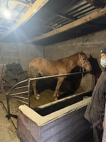 Үй жаныбарлары үчүн товарлар: Сатам | Байтал | Союуга, Жумушка — 4