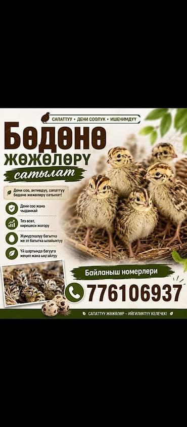 корм животным: Перепела — птенцы Описание: - Предлагаются молодые перепелята. - — 1