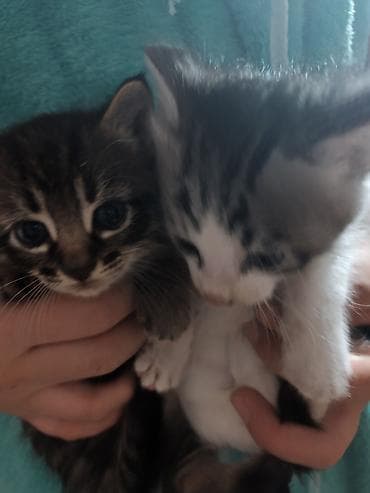 отдам кота даром: Котята, 2 малыша из одного помёта: - Окрас: один тигровый табби с — 8