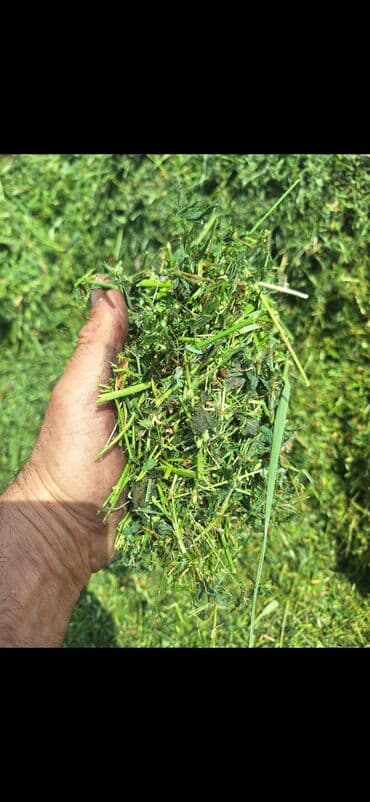 сухой корм для кошек оптом: Продаю сенаж отличного качества с чистой подвяленной люцерны, росыпью — 2