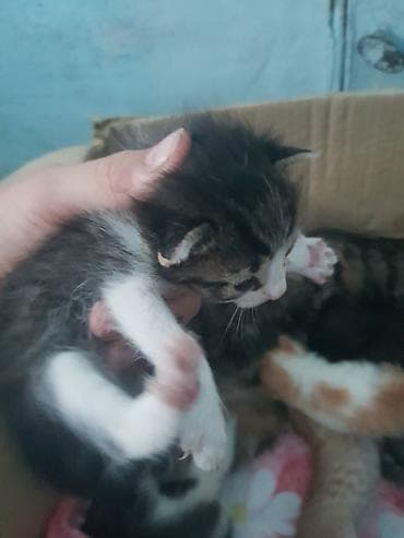 кошка купить бишкек: Котята из одного помёта - Окрас разный: тигровые (табби) с белыми — 3