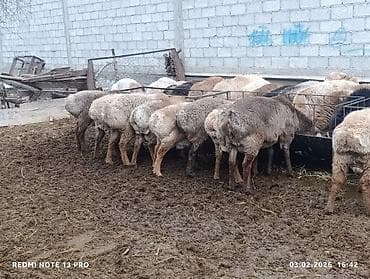 Үй жаныбарлары үчүн товарлар: Сатам | Кочкор (эркек) | Аргын | Көбөйтүү үчүн | Ургаачы — 3