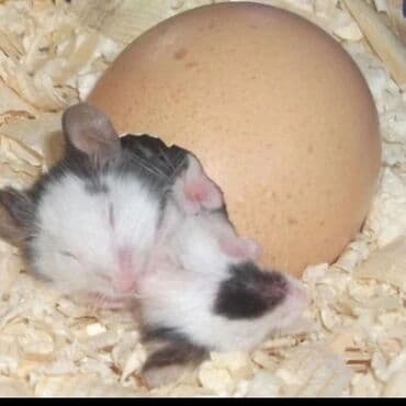 мышку: Продаются хомячки джунгарские, сирийские, ангорские пушистые хомячки — 4