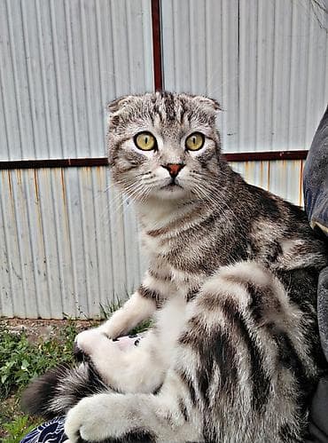 Скотиш Фолд (Шотландская вислоухая), 1 год, Мальчик, Приучена к лотку