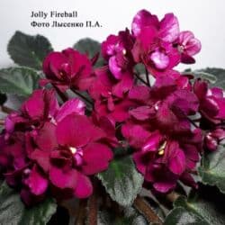 продам рассаду помидор: В продаже детки сортовых мини и полумини фиалок 🌺🌿🌺. Нахожусь в — 16