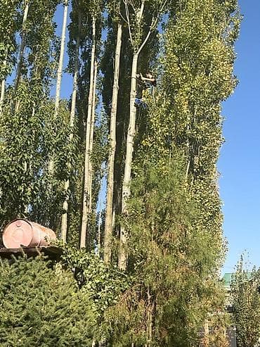 питинитка бу: Спил деревьеПрофессиональные высотные работы по деревьям удаление — 4