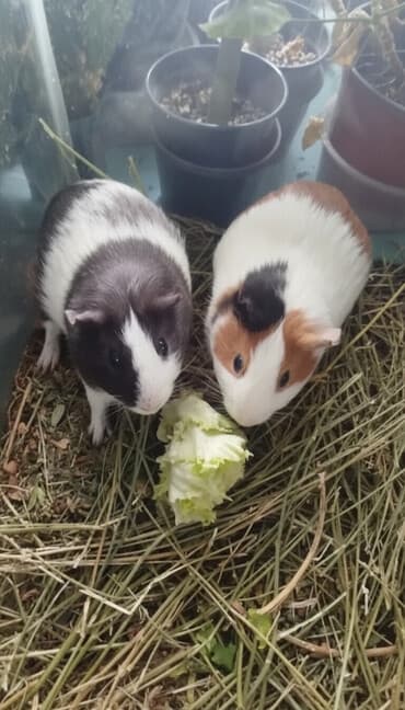 животные домашние: Морские свинки (пара) - Домашние грызуны, общительные и спокойные — 1