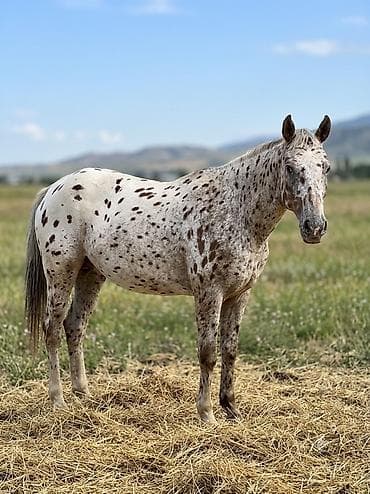 корм для собак купить: Продаю | Жеребец — 1