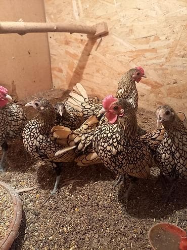 карлик кохинхин: Продаю | Куры | Для разведения — 4