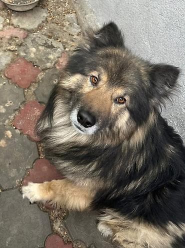 королевский дог цена: Продаю собаку возраст 3 года торг есть . Крупная доброе длинношерстный — 1